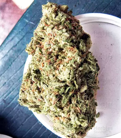 Jamaican Pearl strain