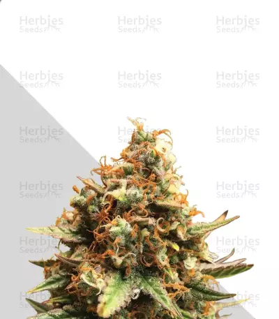 Juicy Lucy Auto (Auto Seeds) Cannabis-Samen