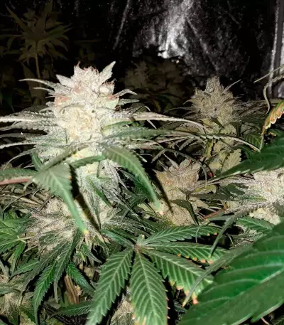 Kali Dog (RQS) Cannabis-Samen