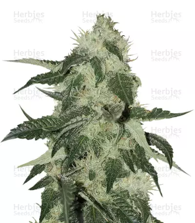 King Kong (Big Buddha Seeds) Cannabis-Samen