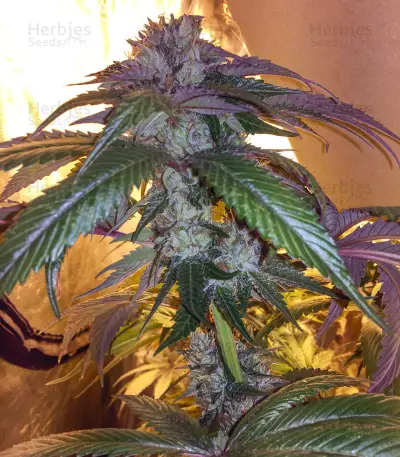 LA Confidential (DNA Genetics) Cannabis-Samen