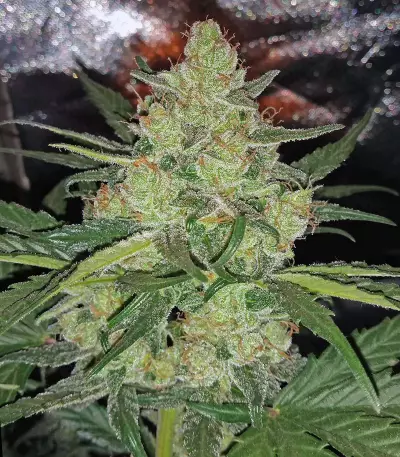 LSD Auto (Barney's Farm) Cannabis-Samen