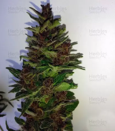 Lemonberry Haze Auto (Original Sensible Seeds) Cannabis-Samen