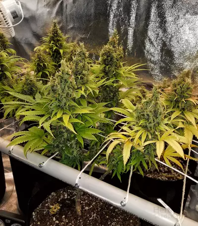 Colombia Mangobiche regular (CannaBioGen) Cannabis-Samen