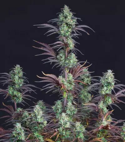 Mimosa Cake Auto feminisierte Samen (Fast Buds)