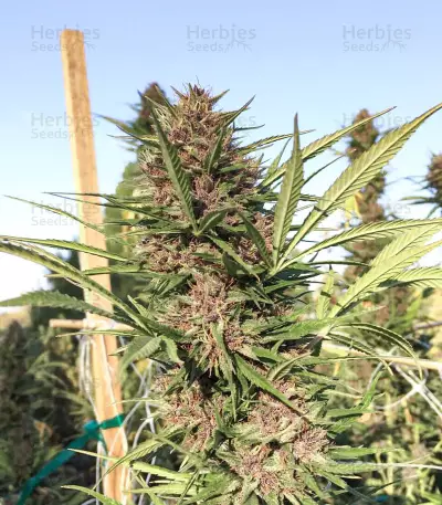Pennywise regular (TGA Subcool Seeds / SubCool’s The Dank) Cannabis-Samen