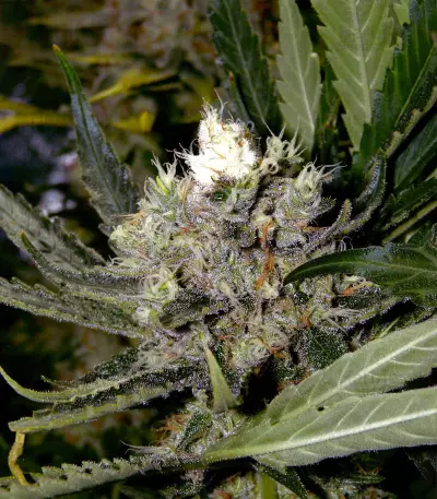 Pure Africa (Original Sensible Seeds) Cannabis-Samen