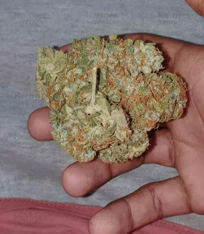 Purple Haze Auto strain