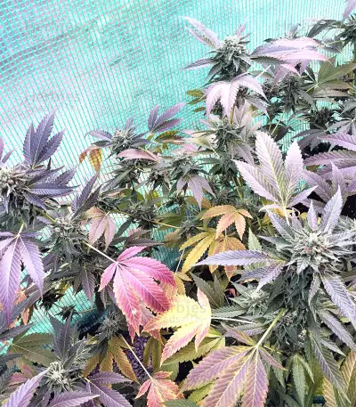 Sherbet (Seedstockers) Cannabis-Samen