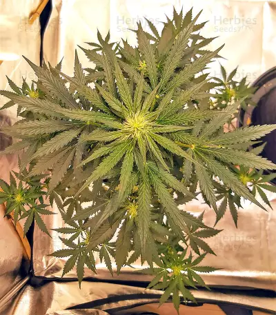 Sticky Fingers Autoflower (Seedstockers) Cannabis-Samen
