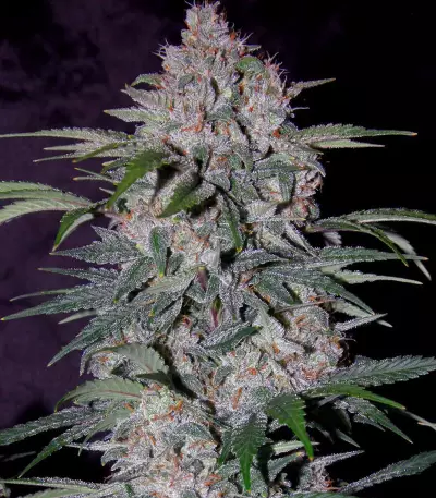 Strawberry Nuggets Auto (Mephisto Genetics) Cannabis-Samen