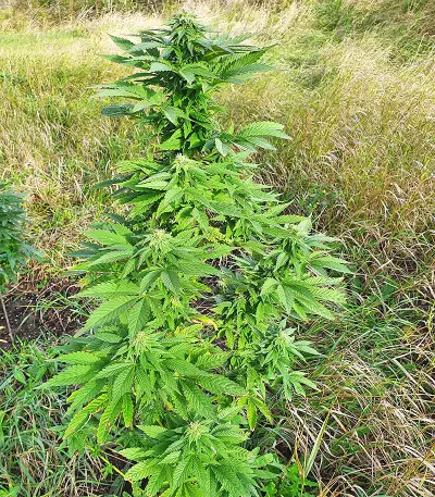 Super Skunk Autoflower (Seedstockers) Cannabis-Samen