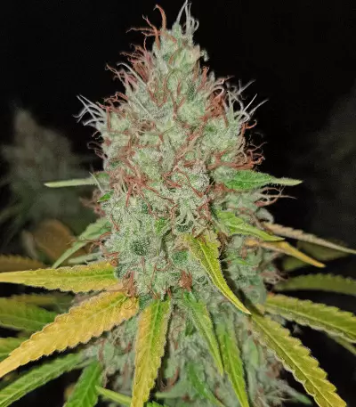 Toxic (Ripper Seeds) Cannabis-Samen