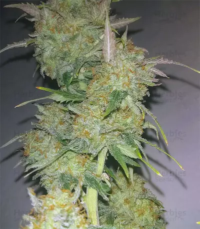 Wild Thailand Ryder Auto (World of Seeds) Cannabis-Samen