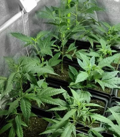 X18 Pure Pakistani Regular (Reserva Privada) Cannabis-Samen