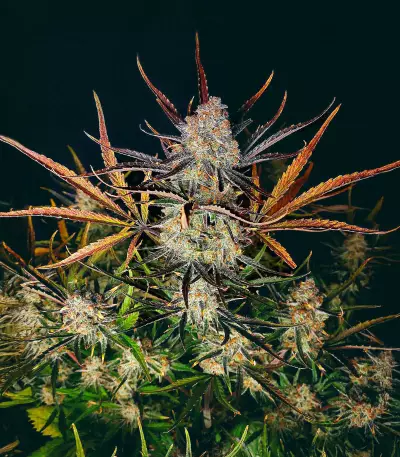 Apple Strudel Auto feminisierte Samen (Fast Buds)