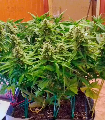 Auto Acid strain