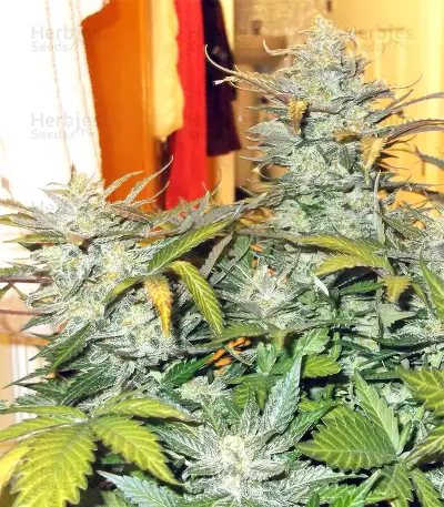 Blue Cheese Automatic strain