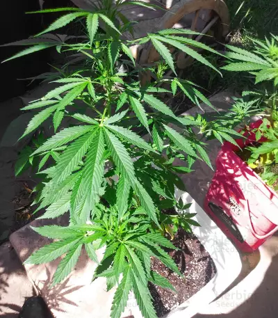 Bubblegum (Kera Seeds) Cannabis-Samen