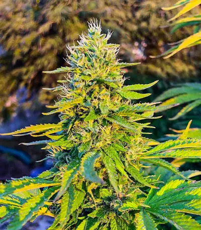 GG#4 Original Glue Fast Version feminisierte Samen (EGS)