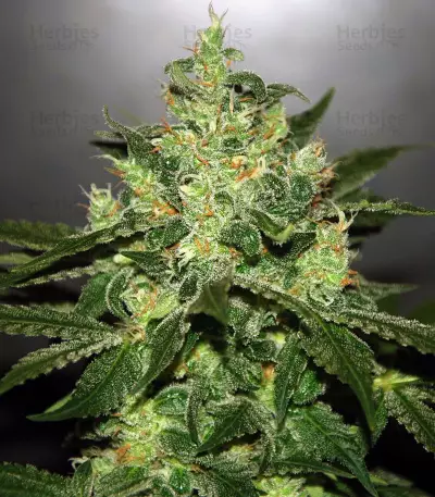 Jack Herer (Blackskull Seeds) Cannabis-Samen