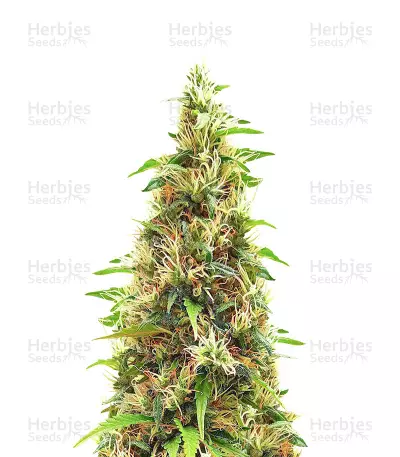 LA Cookies (Cali Connection Seeds) Cannabis-Samen