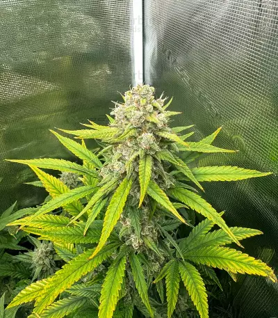 Papaya Cookies Auto feminisierte Samen (Fast Buds)