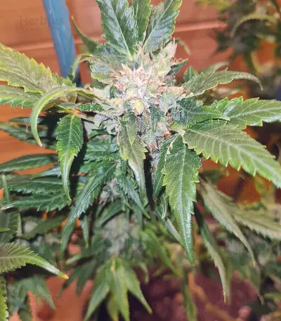 Pumpkin Kush regular (RQS) Cannabis-Samen
