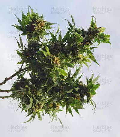 Pumpkin Kush regular (RQS) Cannabis-Samen
