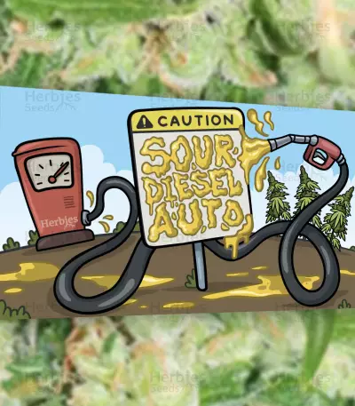 Sour Diesel Auto feminisierte Samen (Herbies Seeds)