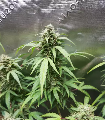 Sour Diesel Autoflower feminisierte Samen (Seedkeepers)
