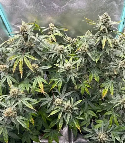 Apollo (Brothers Grimm Seeds)