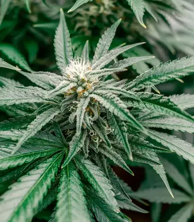 Bc Diesel (BlimBurn Seeds) Cannabis-Samen