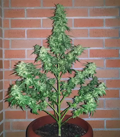 Buddha Magnum Auto (Buddha Seeds) Cannabis-Samen