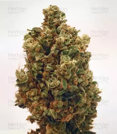 Cherry Grapefruit (Kera Seeds) Cannabis-Samen