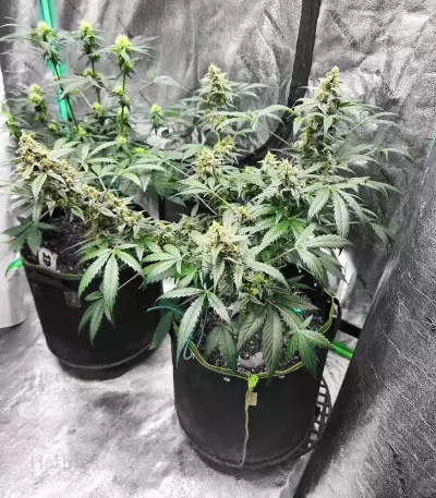 Forum Stomper Auto (Mephisto Genetics) Cannabis-Samen