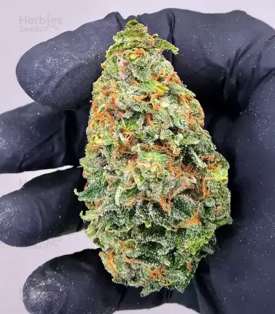 Ghost Train Power feminisierte Samen (Original Sensible Seeds)