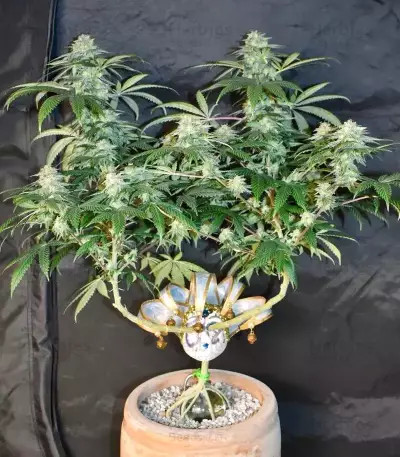 Grandmommy Purple feminisierte Samen (Herbies Seeds)