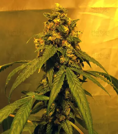 Holy Grail Kush (DNA Genetics) Cannabis-Samen
