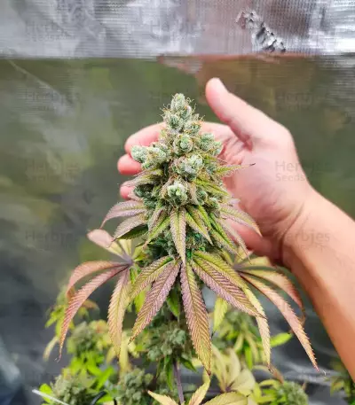 Jelly Donutz Autoflower feminisierte Samen (Humboldt Seed Company)