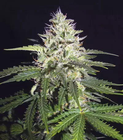 Lemon Pie Auto feminisierte Samen (Fast Buds)