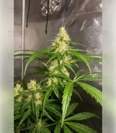 Northern Light (RQS) Cannabis-Samen