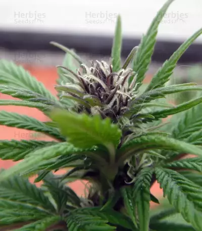 Purple Punch feminisierte Samen (Barney’s Farm)