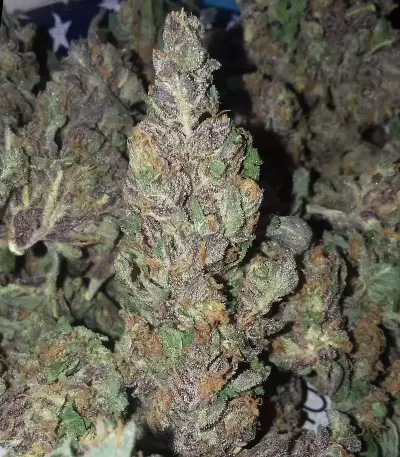 Purps #1 (Dinafem Seeds) Cannabis-Samen