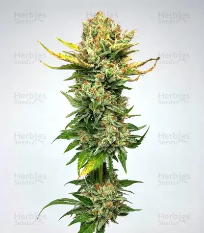 Super Mutant Mass (Critical Mass Collective Seeds) Cannabis-Samen