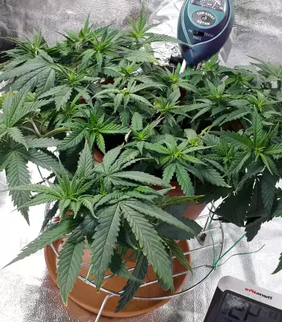 THC Pro (Big Head Seeds) Cannabis-Samen