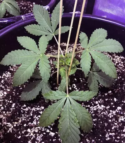 The New (Humboldt Seeds Organization) Cannabis-Samen