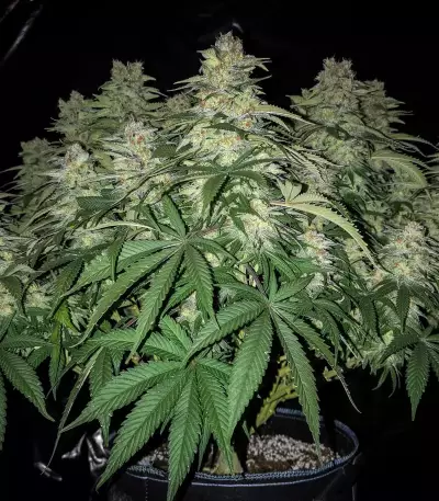 White Widow x Big Bud (Female Seeds)