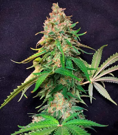 Super Silver Haze (GHS) Cannabis-Samen