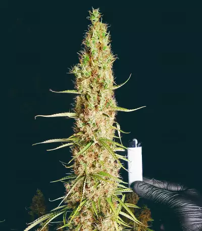 Wedding Glue Auto feminisierte Samen (Seedstockers)